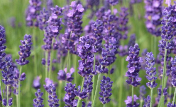 Lavendel (Lavandulangustifolia)