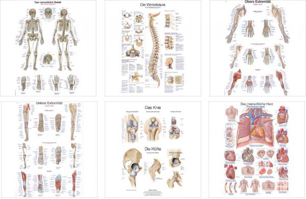 Anatomische Lehrtafeln (Poster 70 x 100 cm)