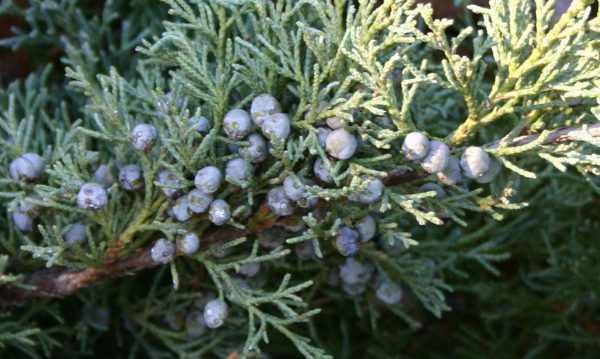 Wacholder (Juniperus communis)